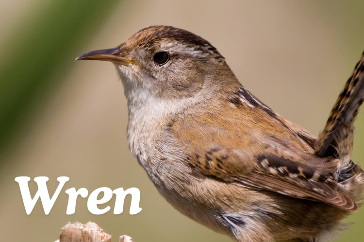 Bird Fact File: Wren